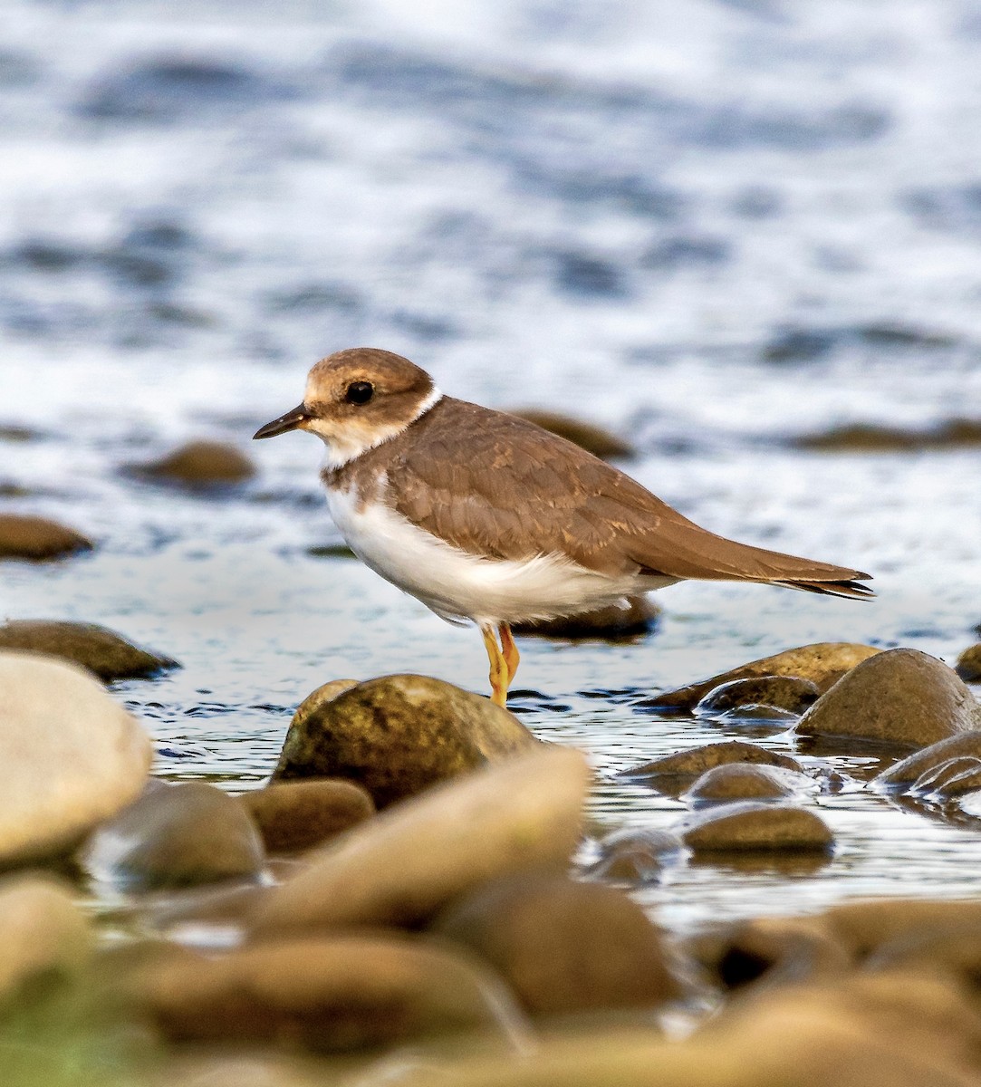 Long-billed Plover - ML642911337