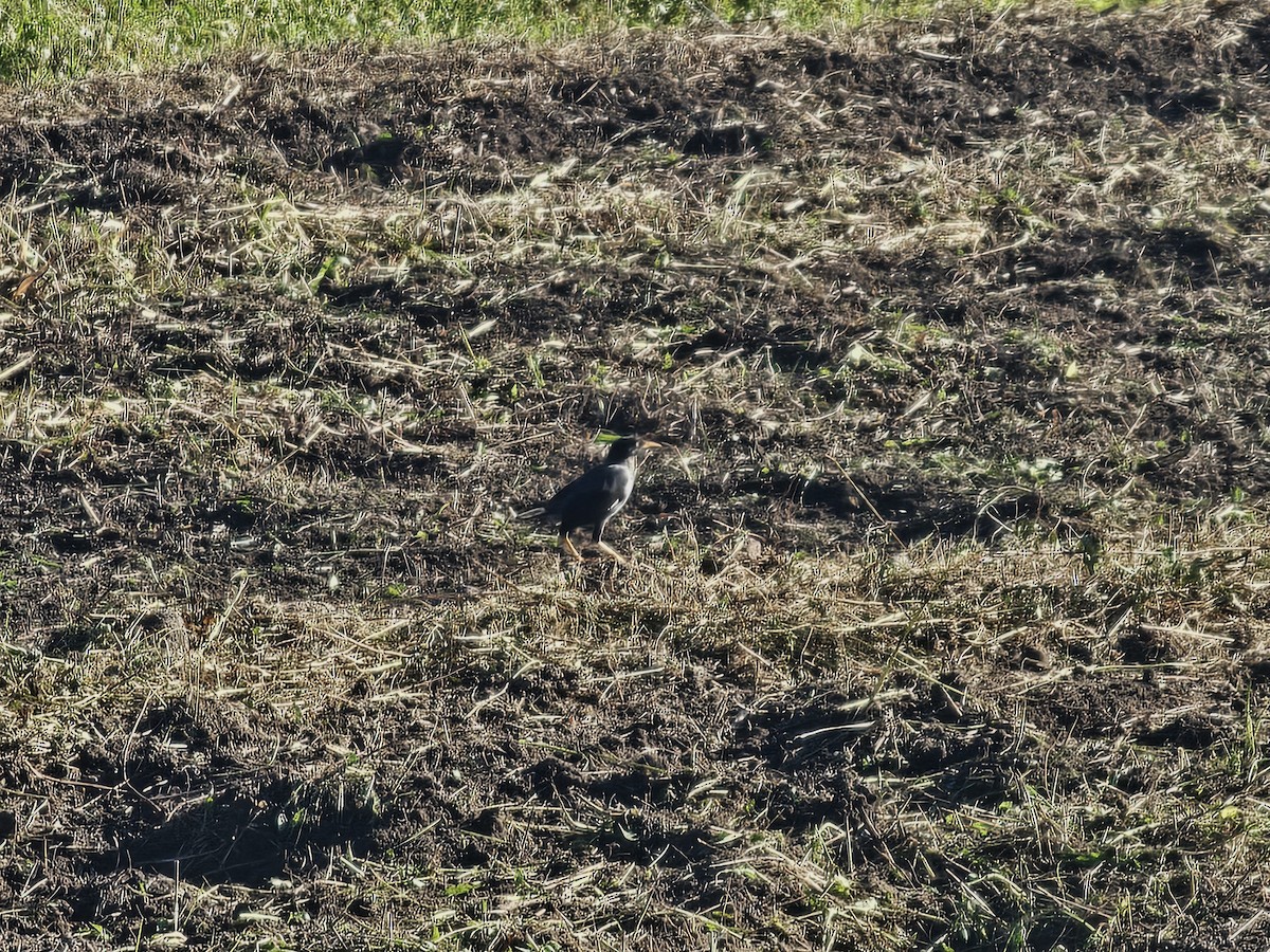 Javan Myna - ML642911339