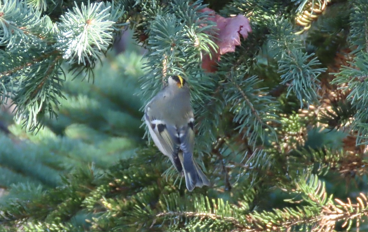 Roitelet à couronne dorée - ML642911340