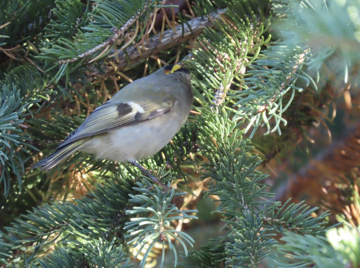 Roitelet à couronne dorée - ML642911341