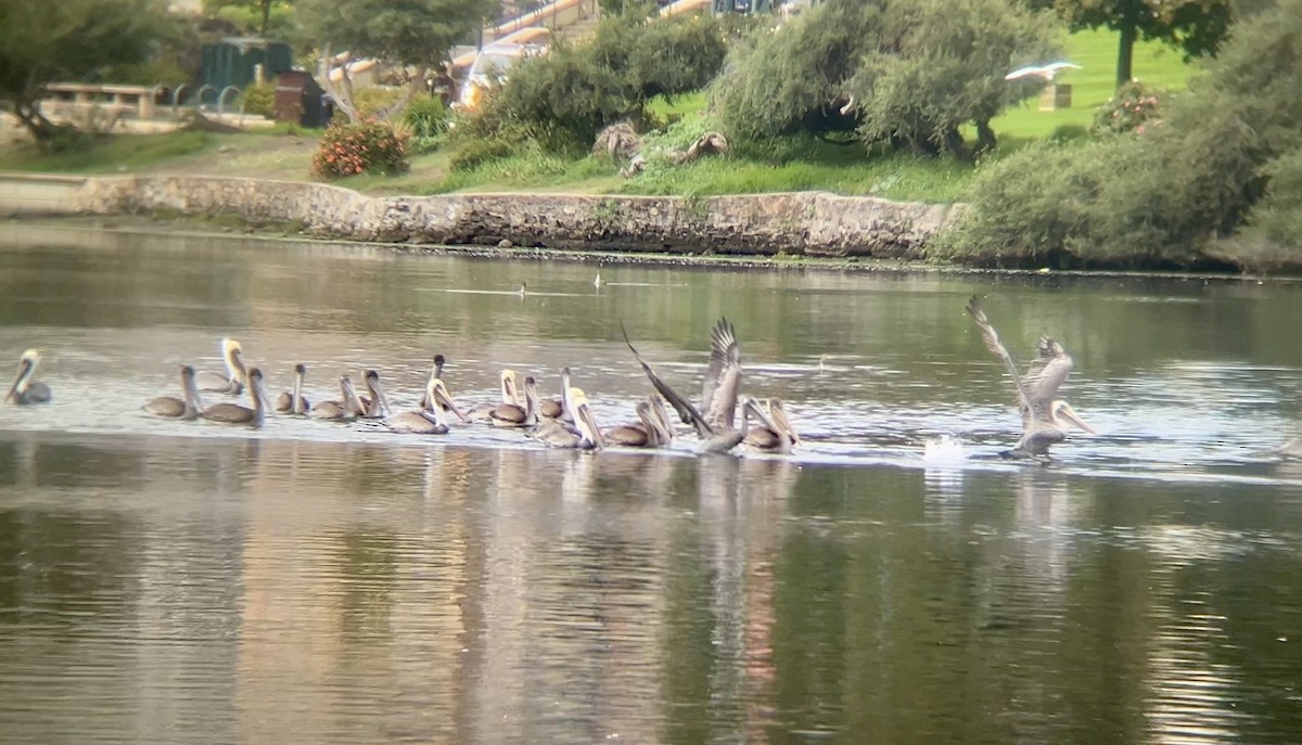 Brown Pelican - ML642911343