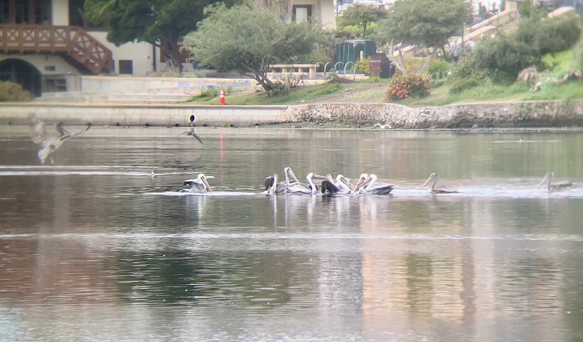Brown Pelican - ML642911344