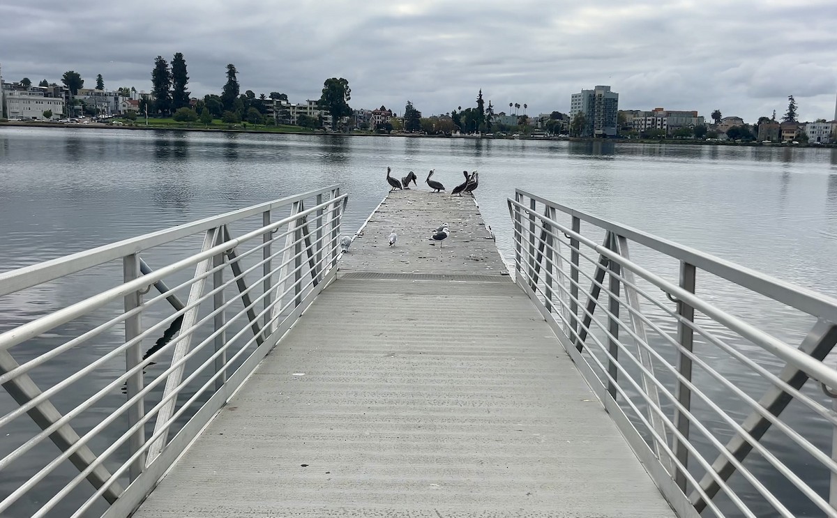 Brown Pelican - ML642911346