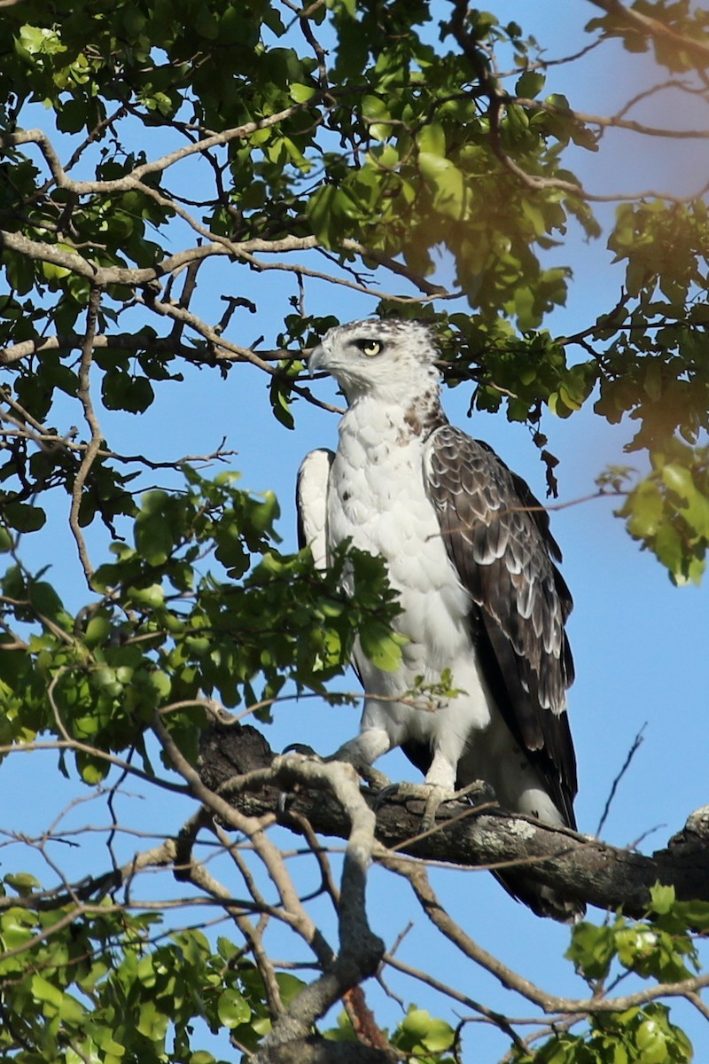 Martial Eagle - ML642911353