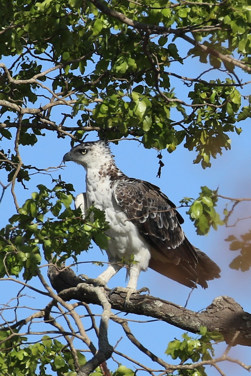 Martial Eagle - ML642911354