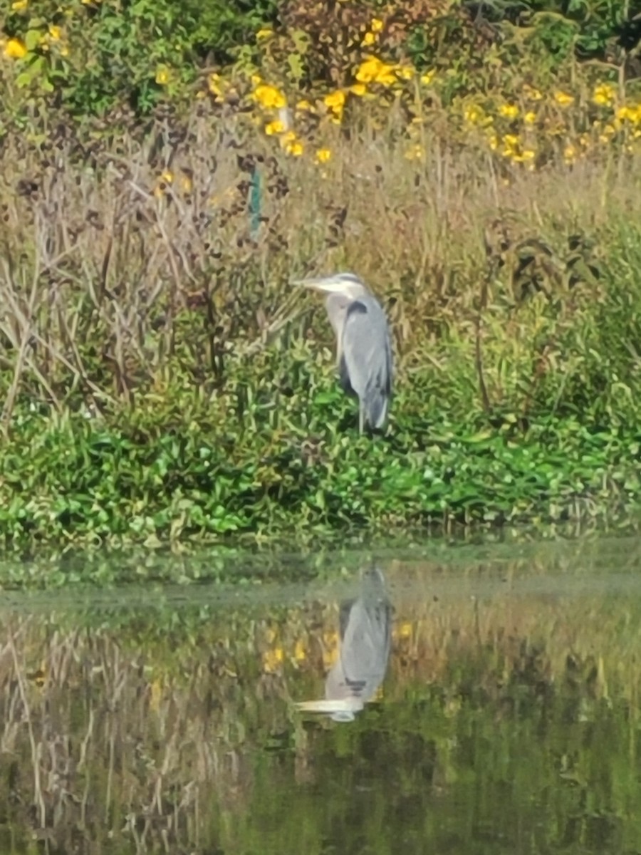 Great Blue Heron - ML642911359