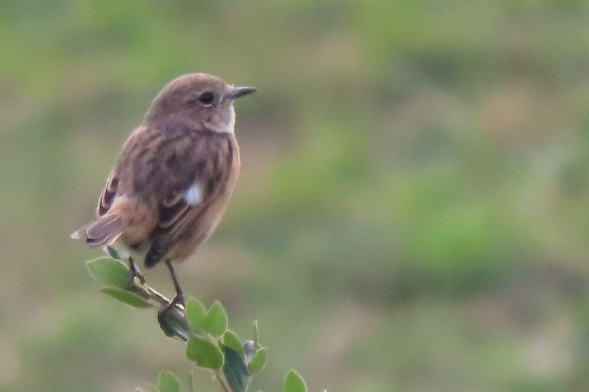 Трав'янка чорноголова - ML642911361