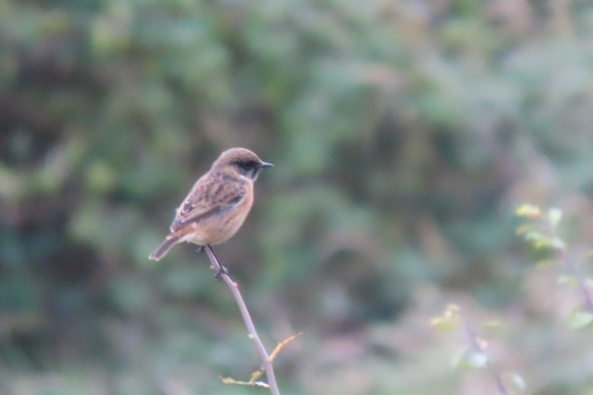 Трав'янка чорноголова - ML642911362