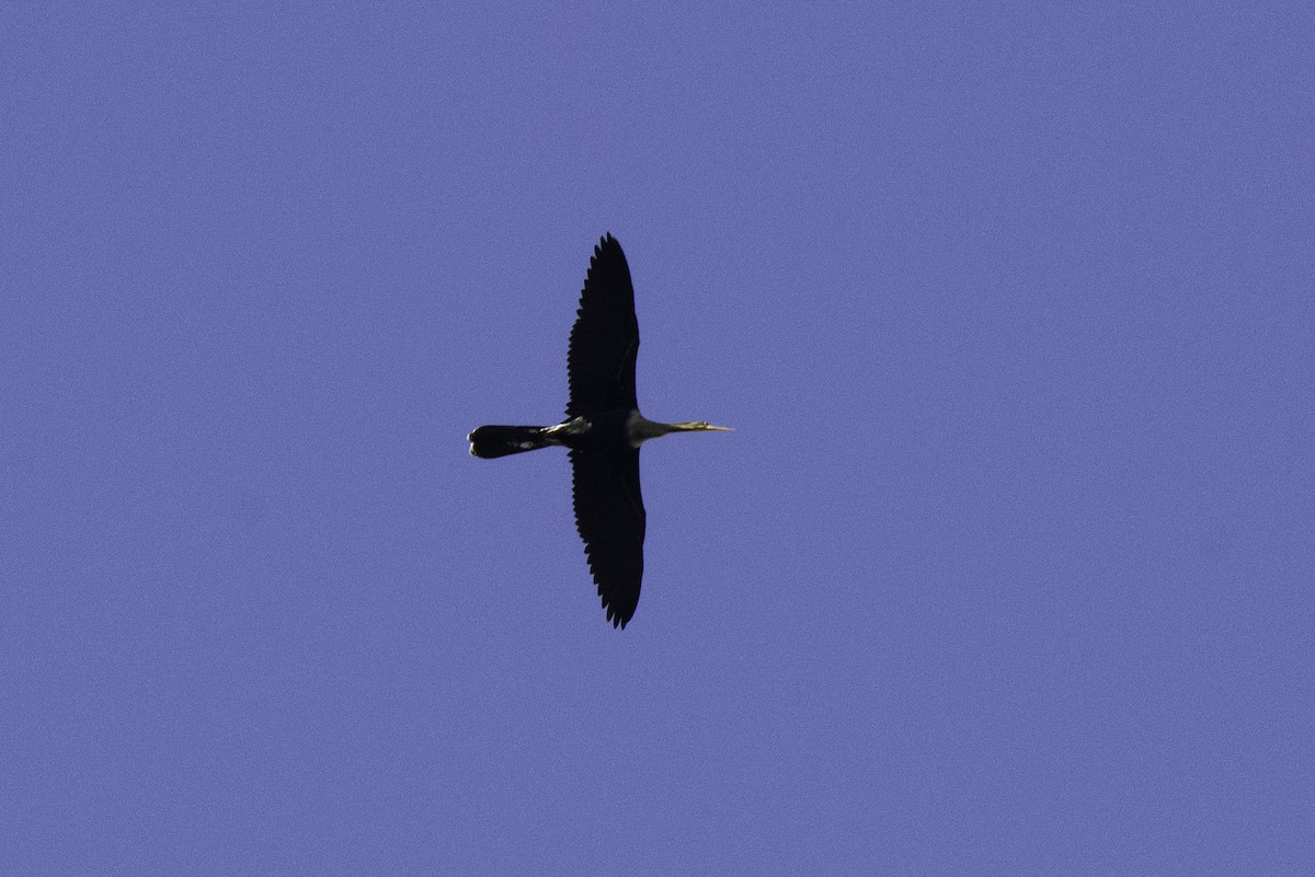 Anhinga - ML642911364