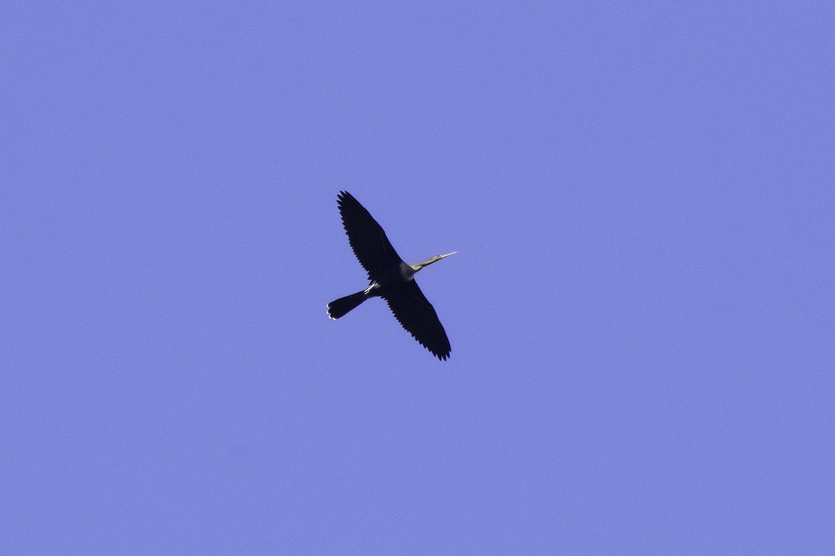 Anhinga - ML642911366