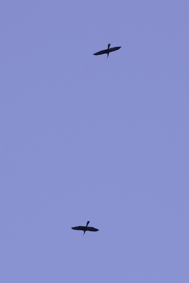 Anhinga - ML642911367