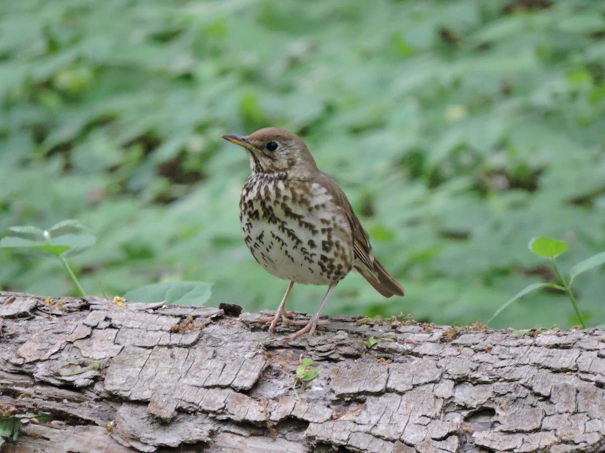 Song Thrush - ML642911371