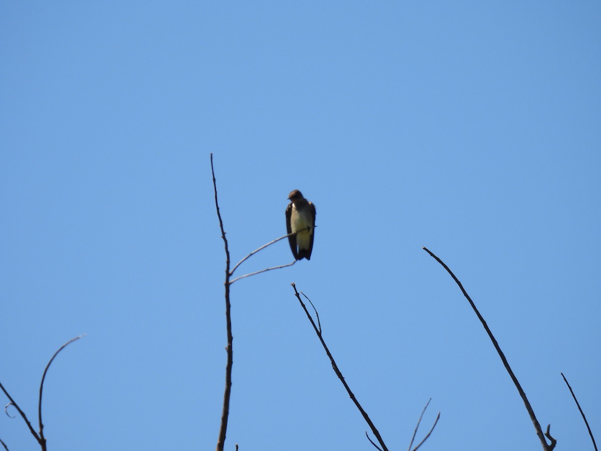 Southern Rough-winged Swallow - ML642911374