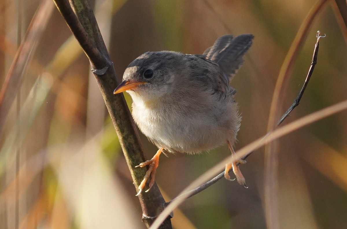 Sedge Wren - ML642911383