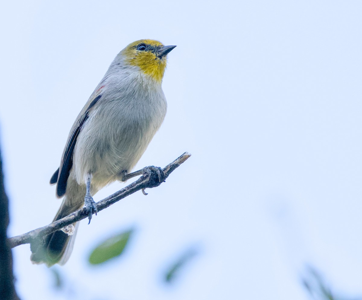 Verdin - ML642911385
