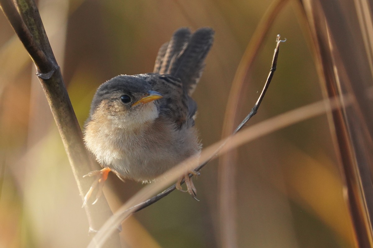Sedge Wren - ML642911387