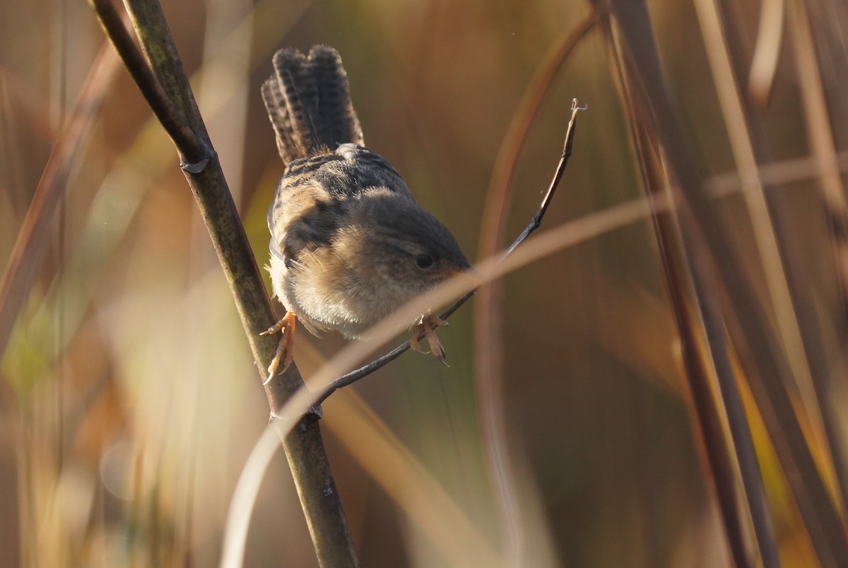 Sedge Wren - ML642911390