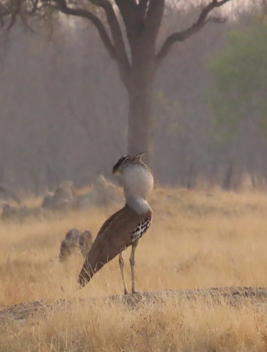 Kori Bustard - ML642911392