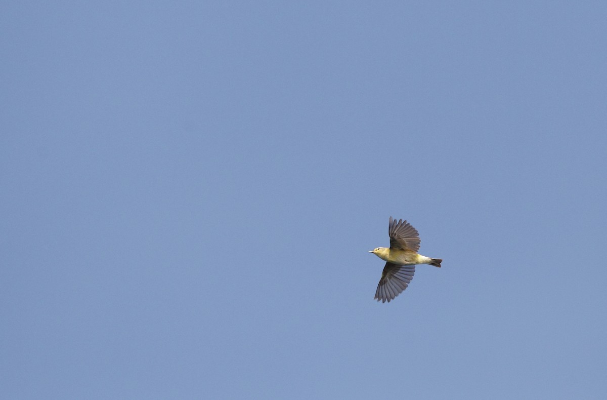 Tennessee Warbler - ML642911403