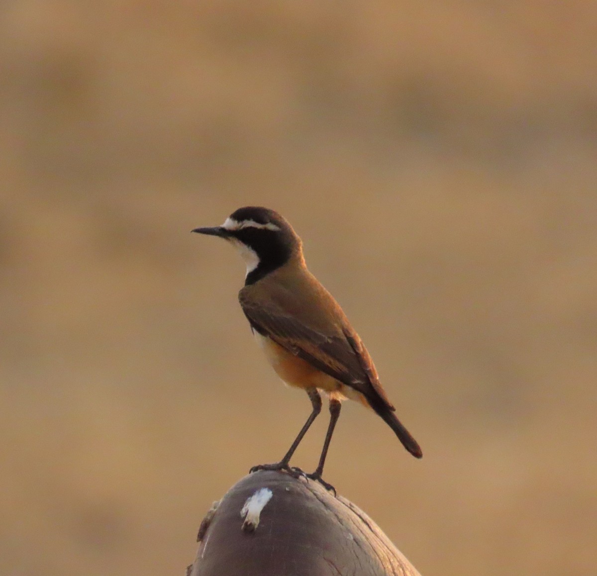 Capped Wheatear - ML642911440