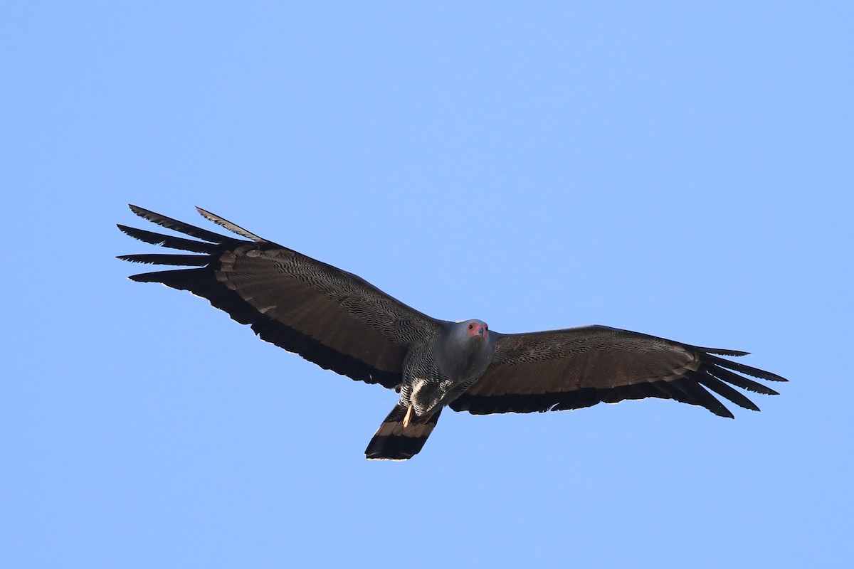 African Harrier-Hawk - ML642911460