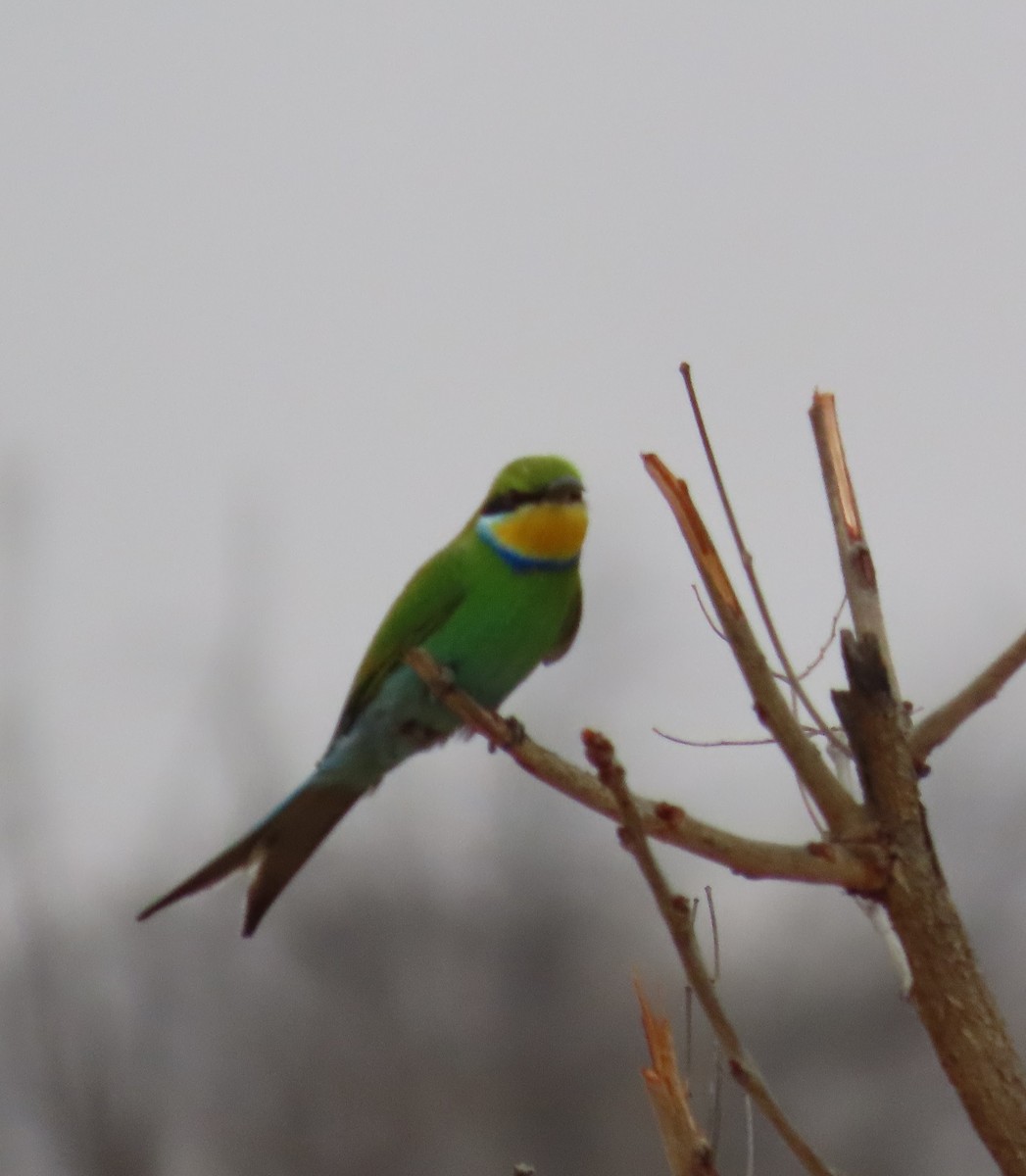 Swallow-tailed Bee-eater - ML642911463