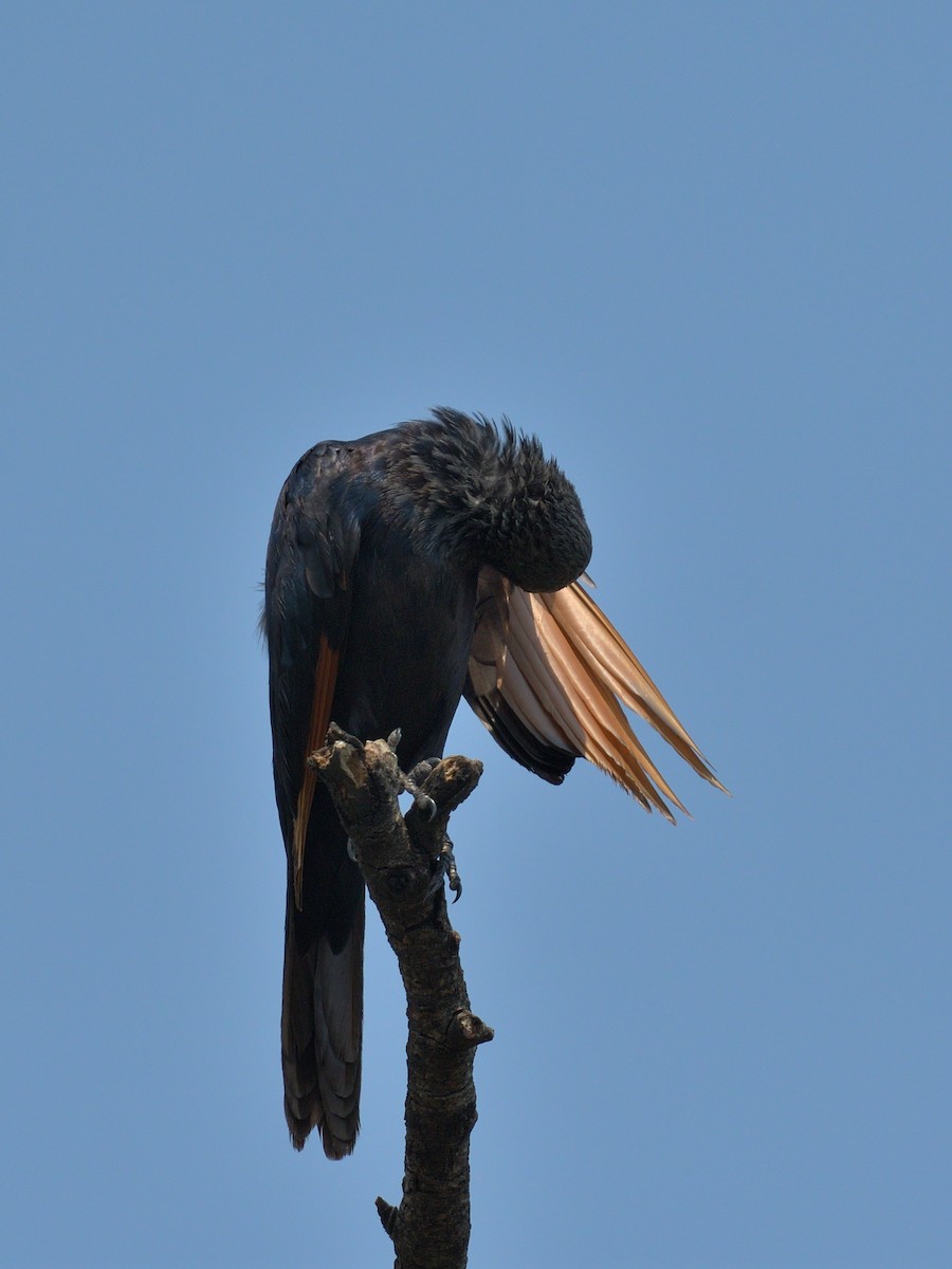 Red-winged Starling - ML642911465