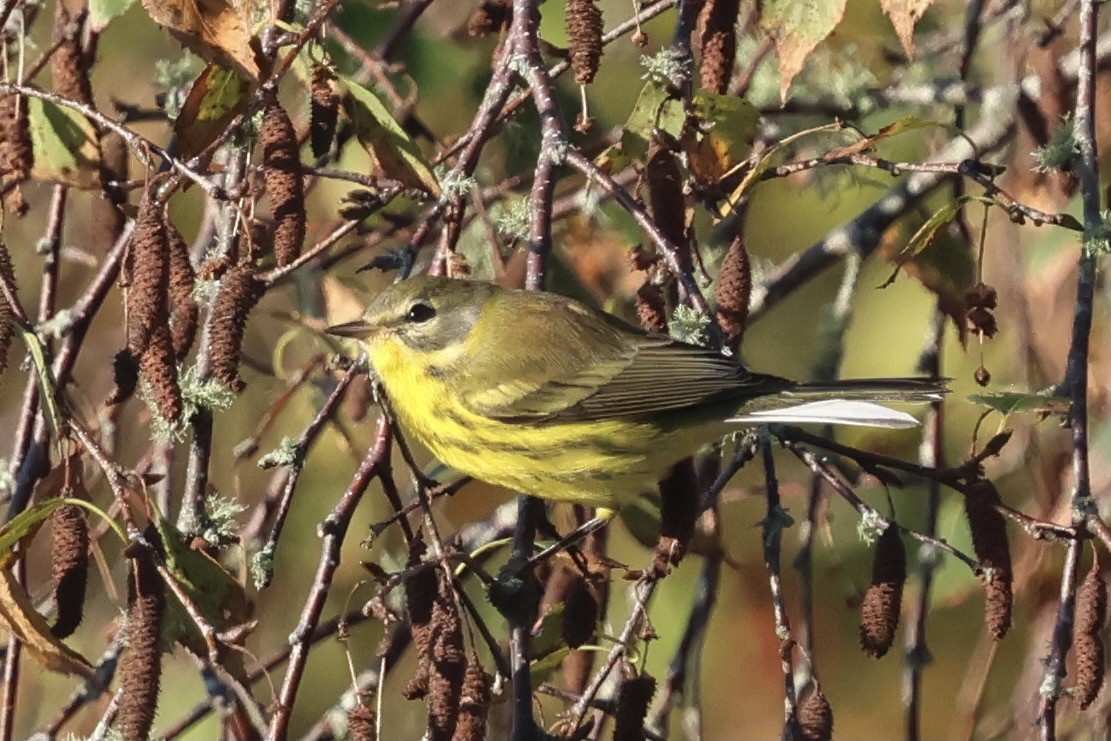 Prairie Warbler - ML642911475