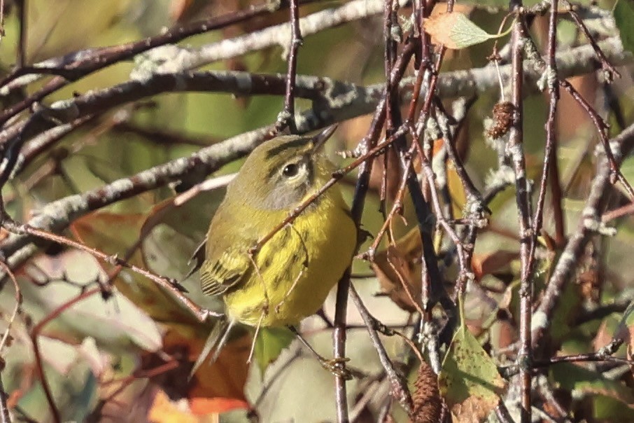 Prairie Warbler - ML642911476