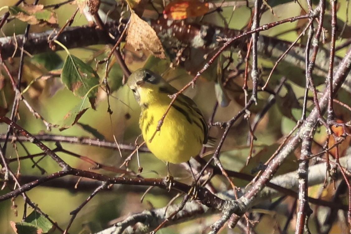 Prairie Warbler - ML642911477