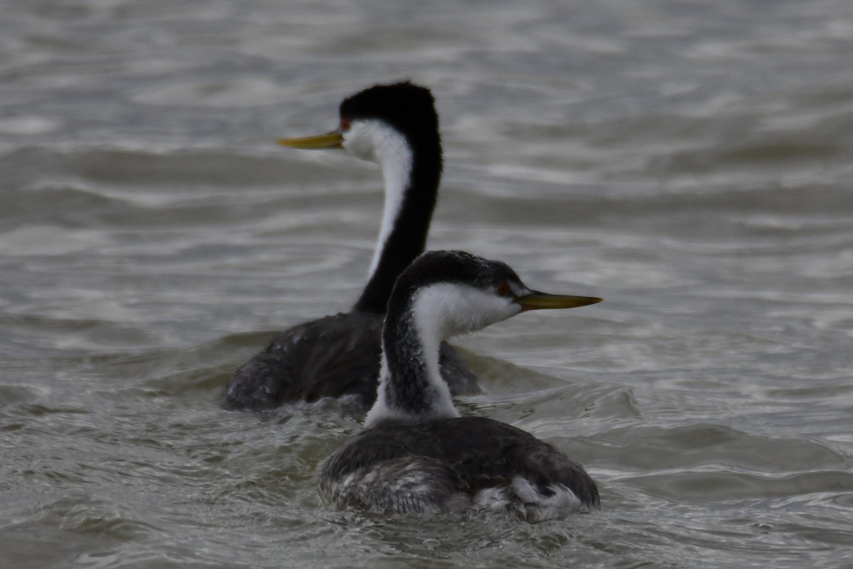 Western Grebe - ML642911478