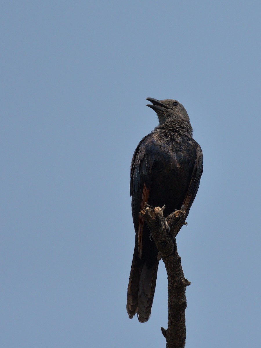Red-winged Starling - ML642911479