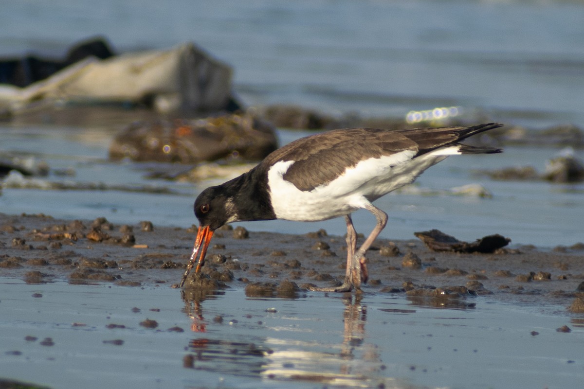 Eurasian Oystercatcher - ML642911492