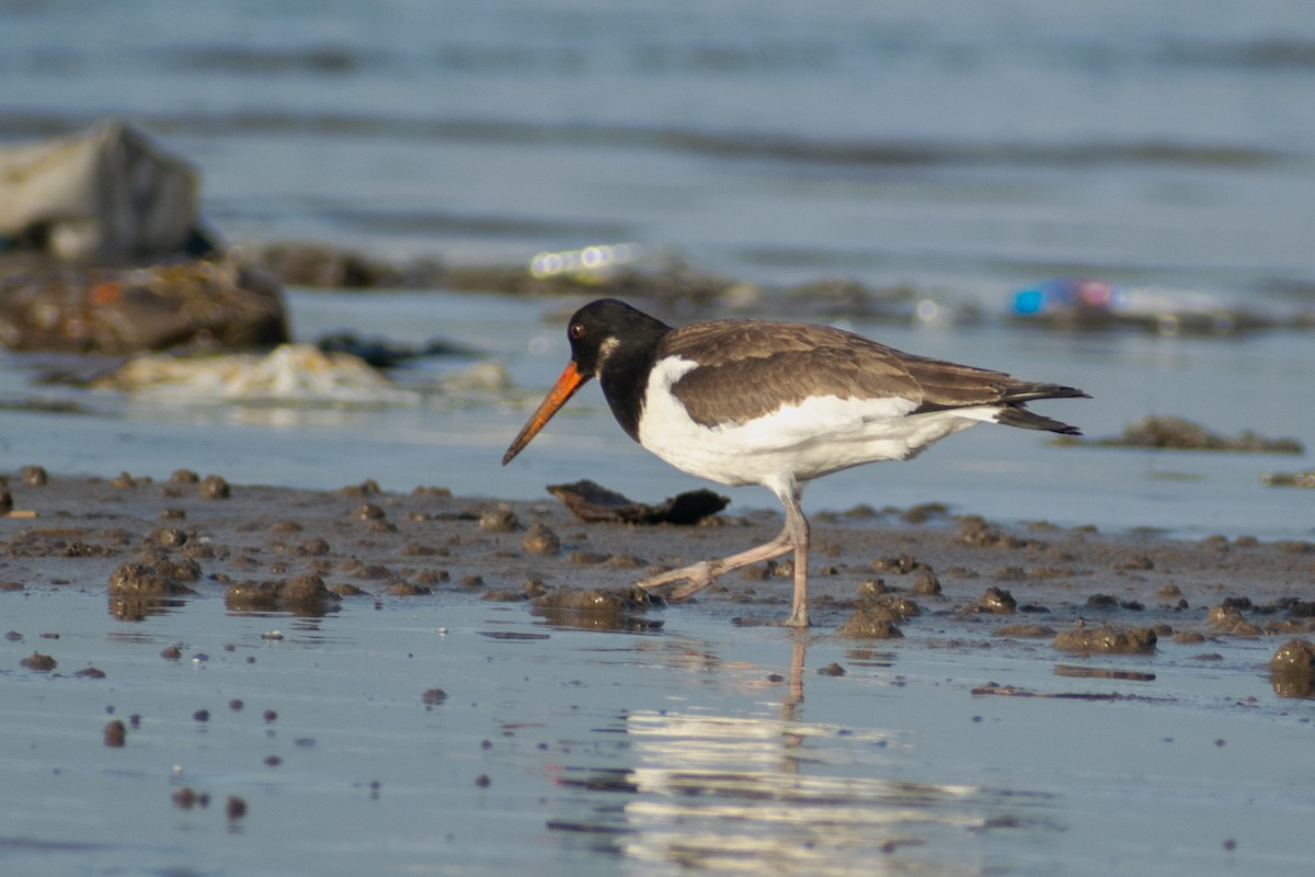 Eurasian Oystercatcher - ML642911493