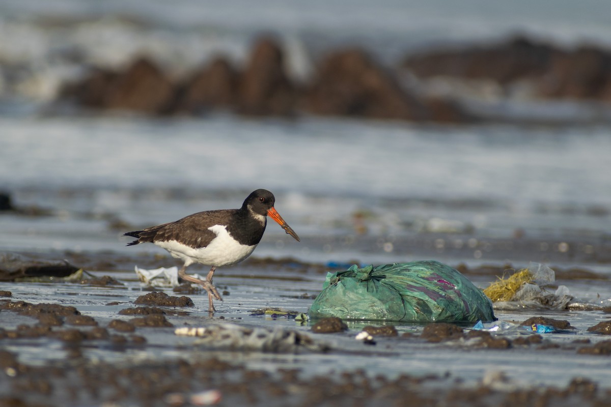 Eurasian Oystercatcher - ML642911494