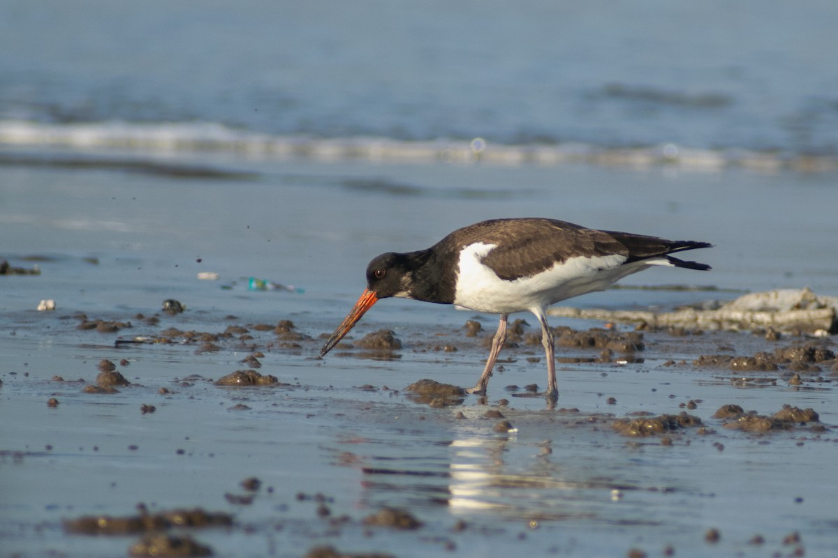 Eurasian Oystercatcher - ML642911495