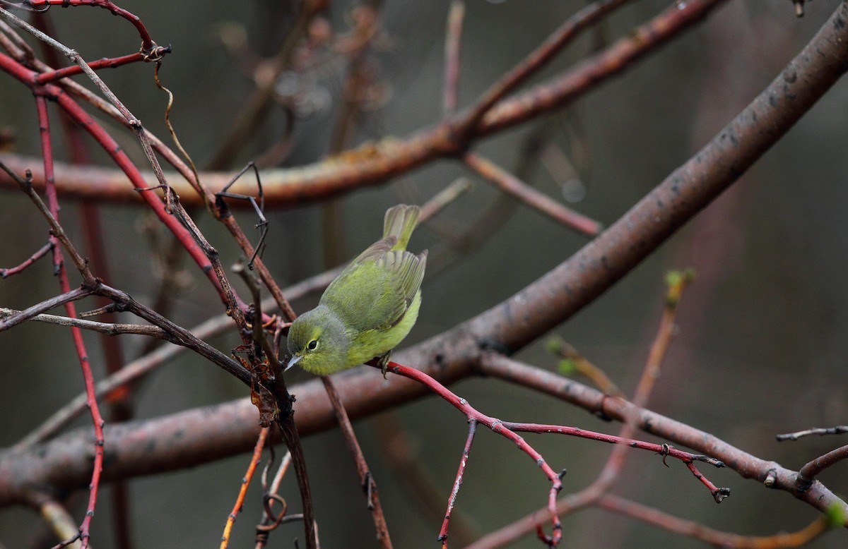 Orange-crowned Warbler - ML642911496