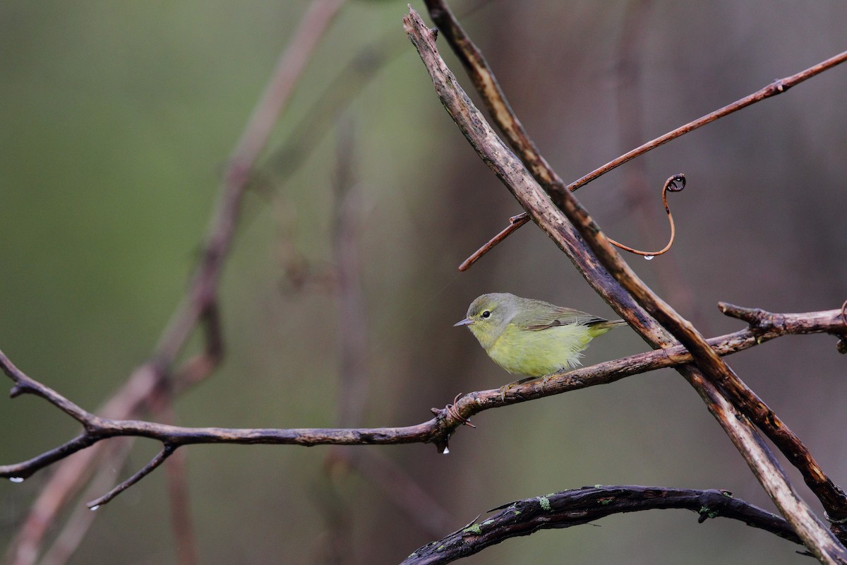 Orange-crowned Warbler - ML642911497