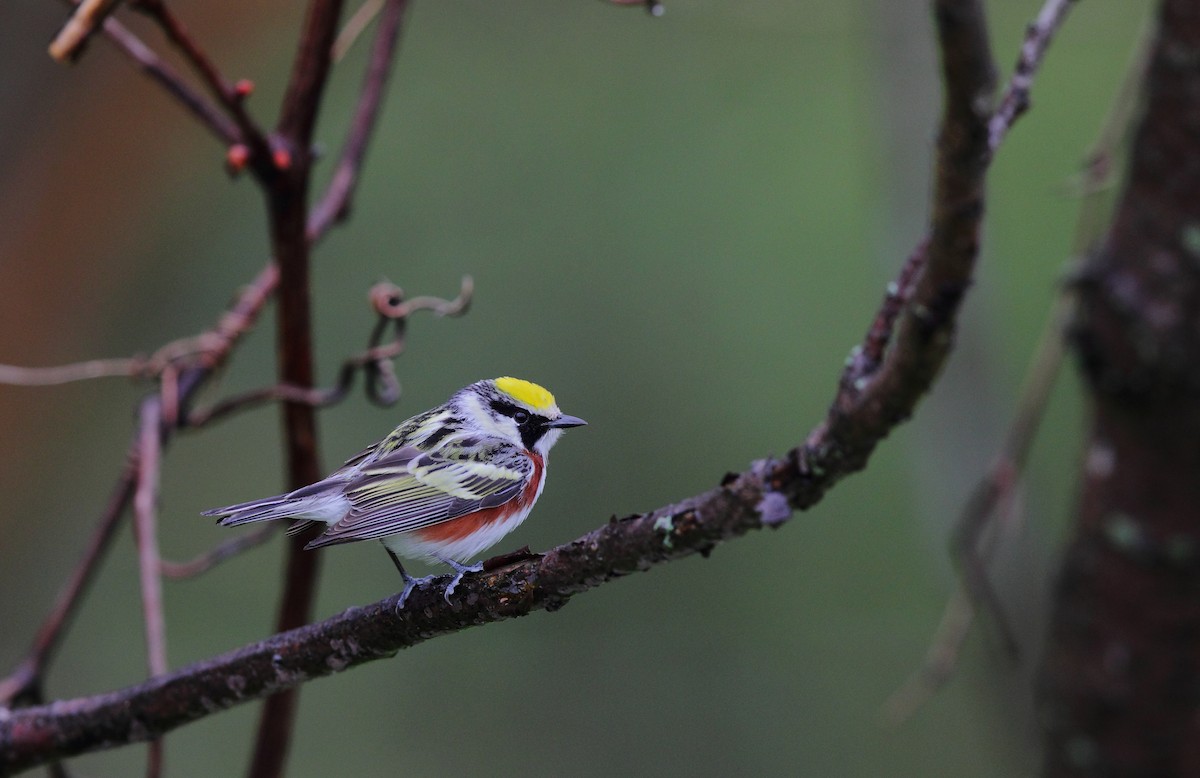 Chestnut-sided Warbler - ML642911500
