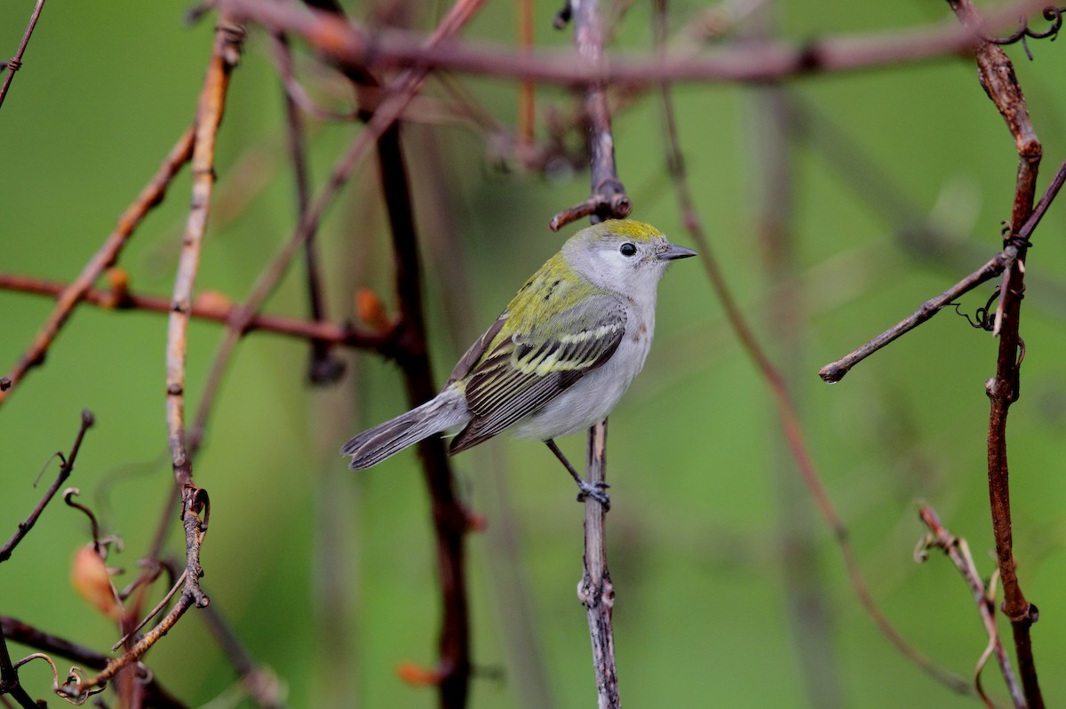 Chestnut-sided Warbler - ML642911501