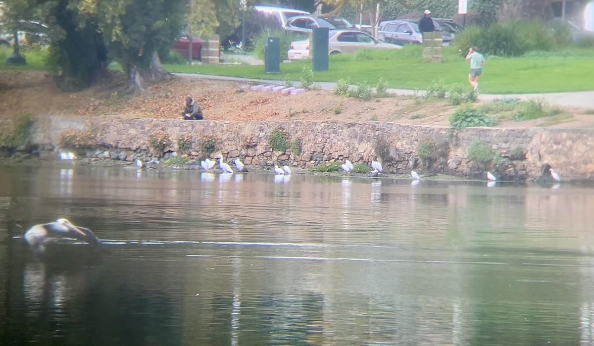 Snowy Egret - ML642911504