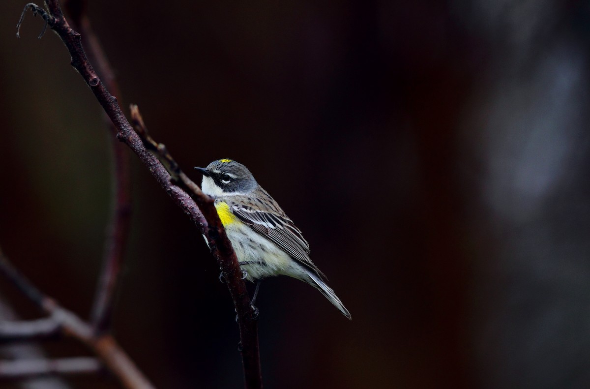 Yellow-rumped Warbler - ML642911505