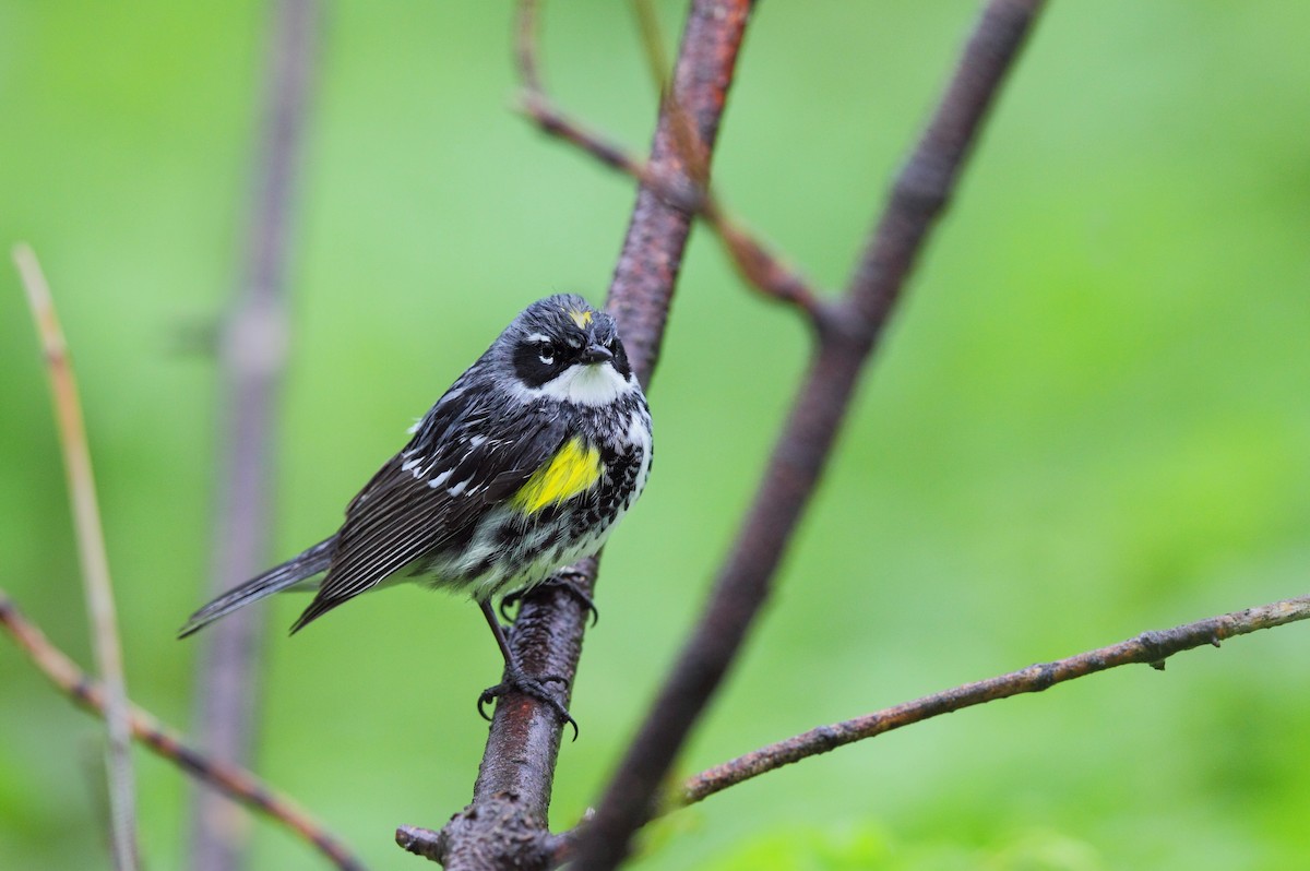 Yellow-rumped Warbler - ML642911506