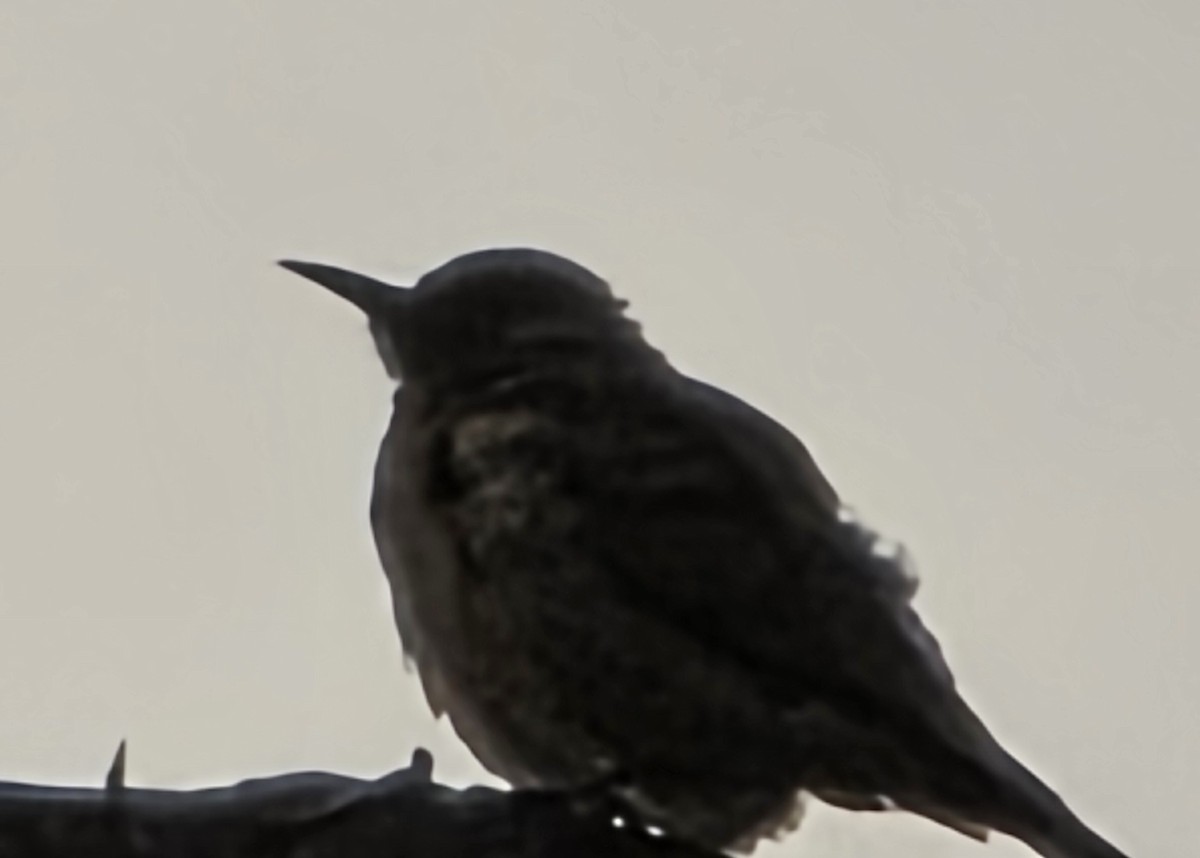 woodpecker sp. - ML642911507