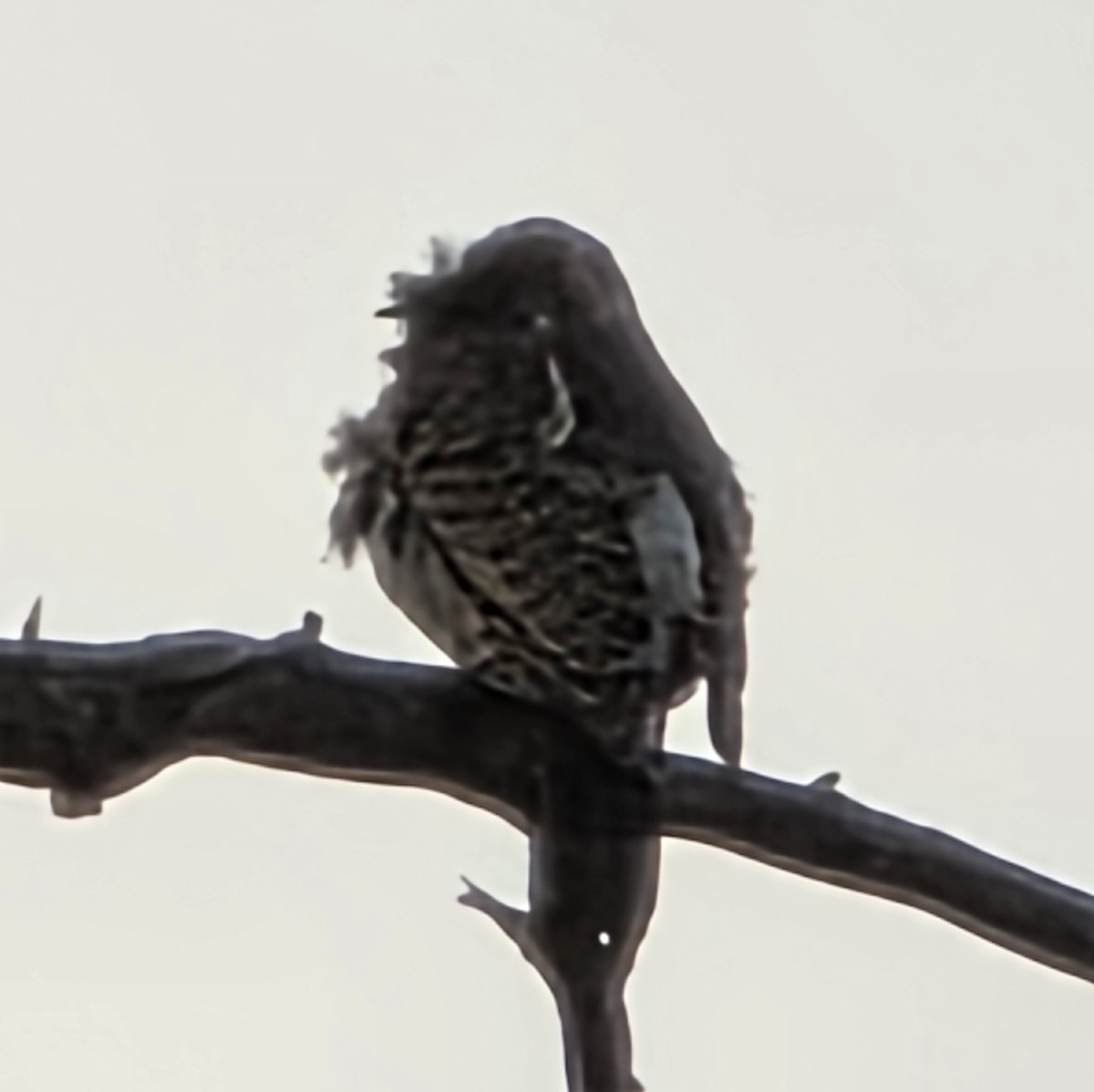 woodpecker sp. - ML642911508