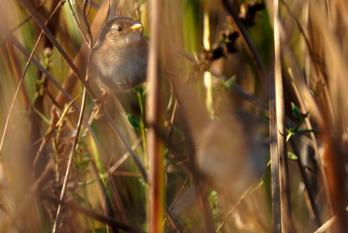 Sedge Wren - ML642911513