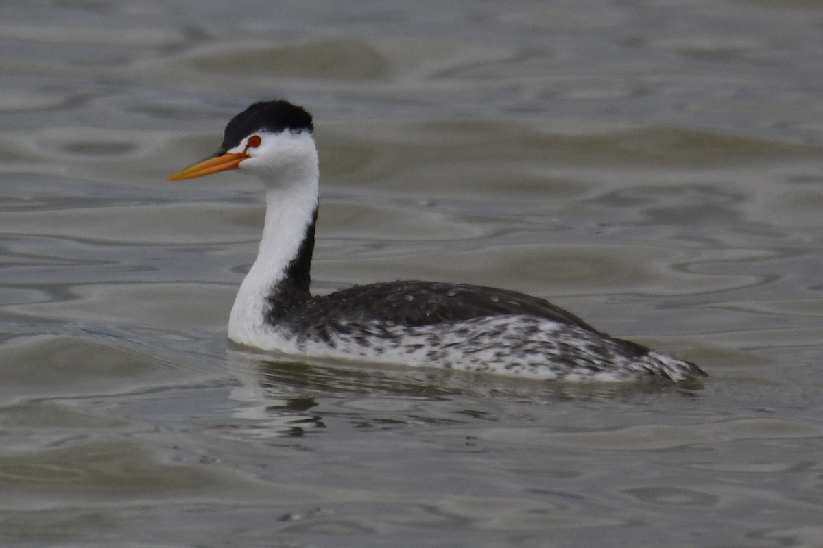Clark's Grebe - ML642911517