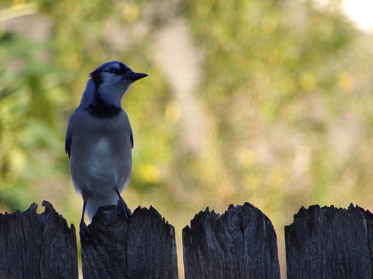 Blue Jay - ML642911523