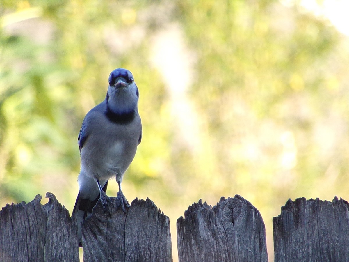 Blue Jay - ML642911526