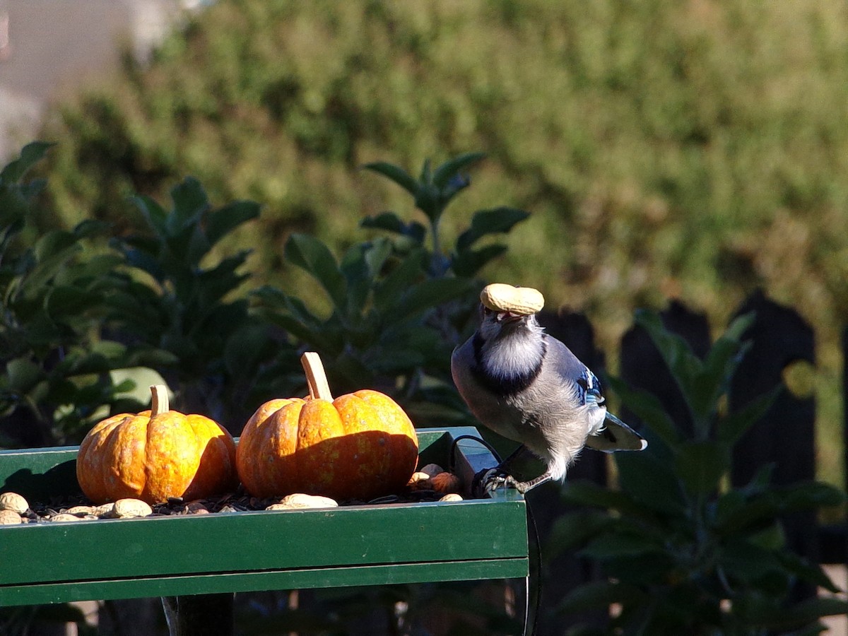 Blue Jay - ML642911527